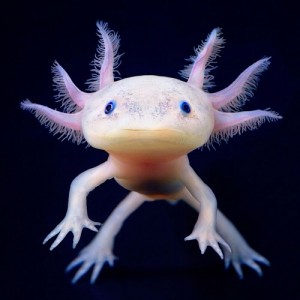 Man kan da godt forstå, at en af Cortázars personer kan blive helt opslugt af at betragte sådan en axolotl.